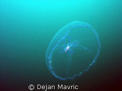 Lightness of Being, jellyfish in mid water, Sistiana, 1/5... by Dejan Mavric 